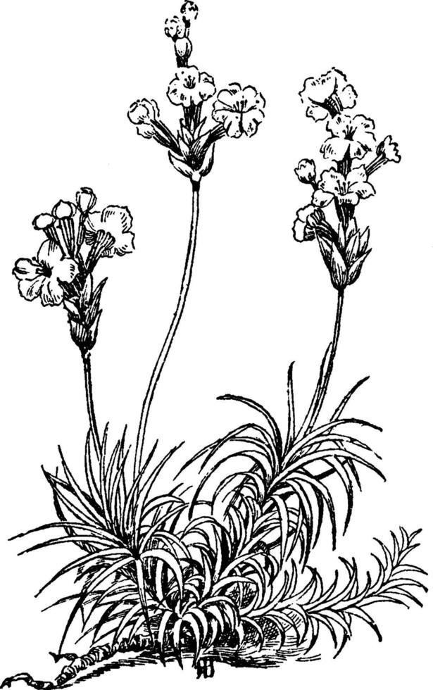 illustration vintage d'acantholimon glumaceum. vecteur