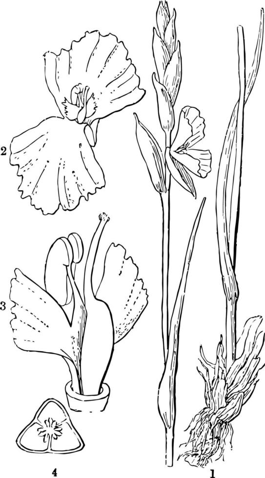 illustration vintage d'orchidée hetaeria. vecteur