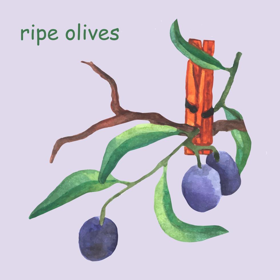 olives fraîches aliments sains. branche d'olives mûres avec des feuilles est tenue avec une pince à linge en bois. olives noires. illustration botanique aquarelle. produit fermier sans nitrates vecteur