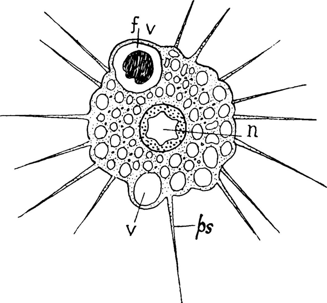 soleil animalcule actinophrys sol, illustration vintage. vecteur