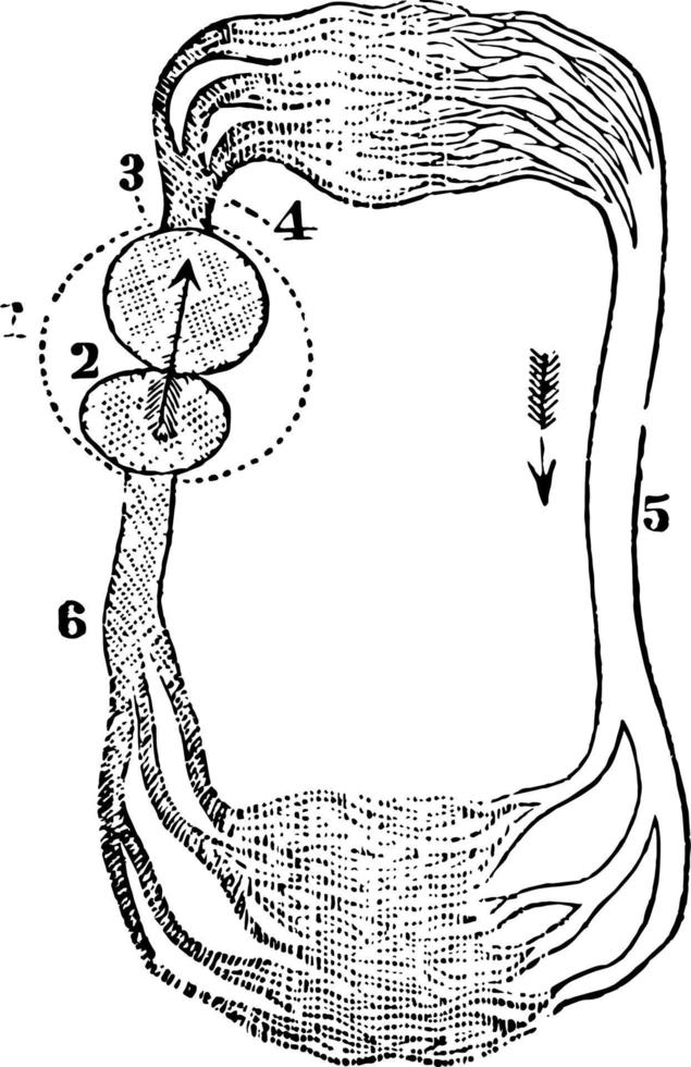 circulation d'une illustration vintage de poisson. vecteur