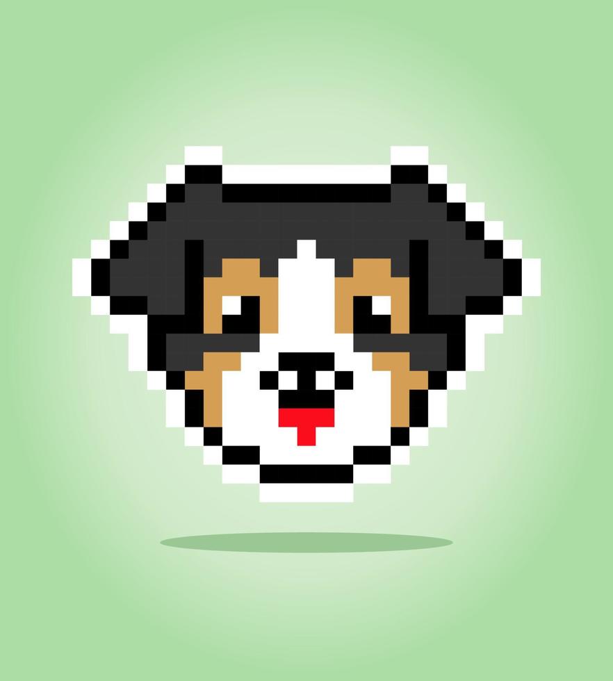 Pixel 8 bits de chien de berger australien. tête d'animal pour les jeux d'actifs dans les illustrations vectorielles. modèle de point de croix. vecteur