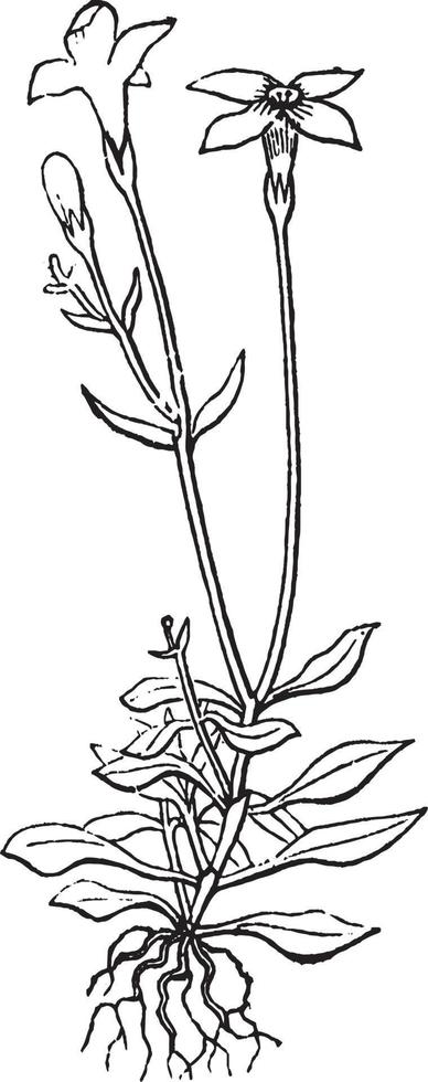 bleu, botanique, fleur, garance, rubiaceae illustration vintage. vecteur