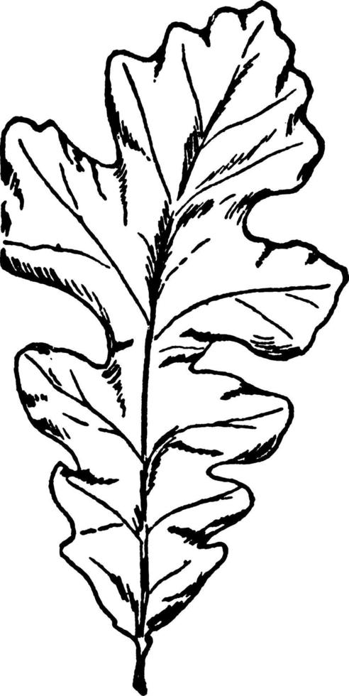 illustration vintage de feuille de chêne de coupe moussue. vecteur