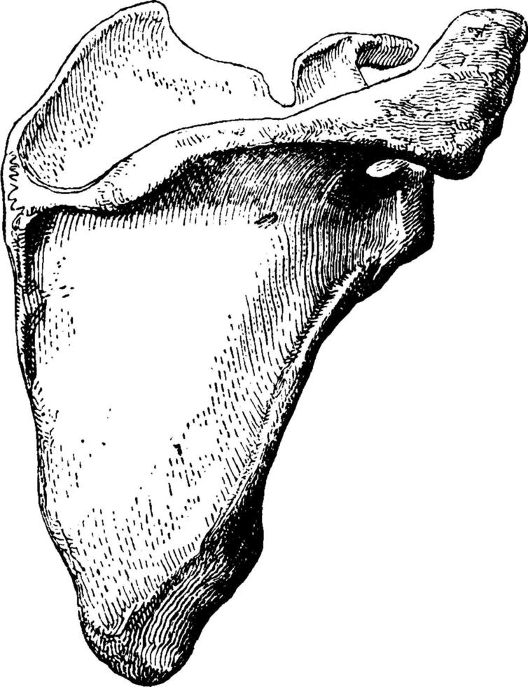 omoplate, illustration vintage vecteur