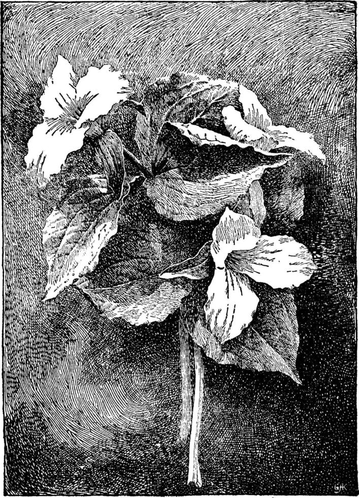 illustration vintage trillium grandiflorum. vecteur