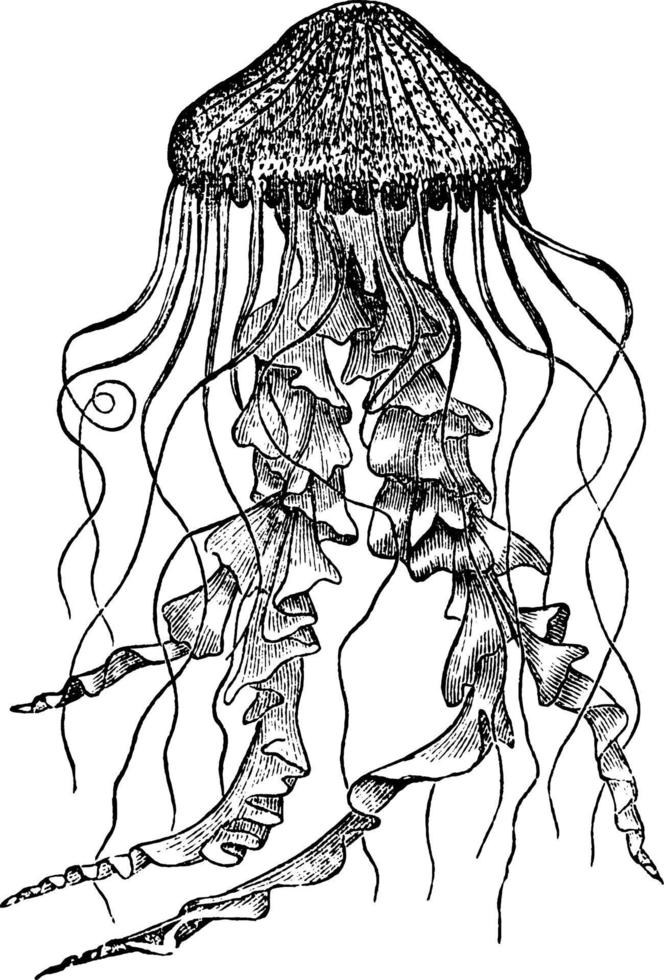 méduse, illustration vintage. vecteur