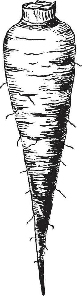 illustration vintage de racine de carotte. vecteur