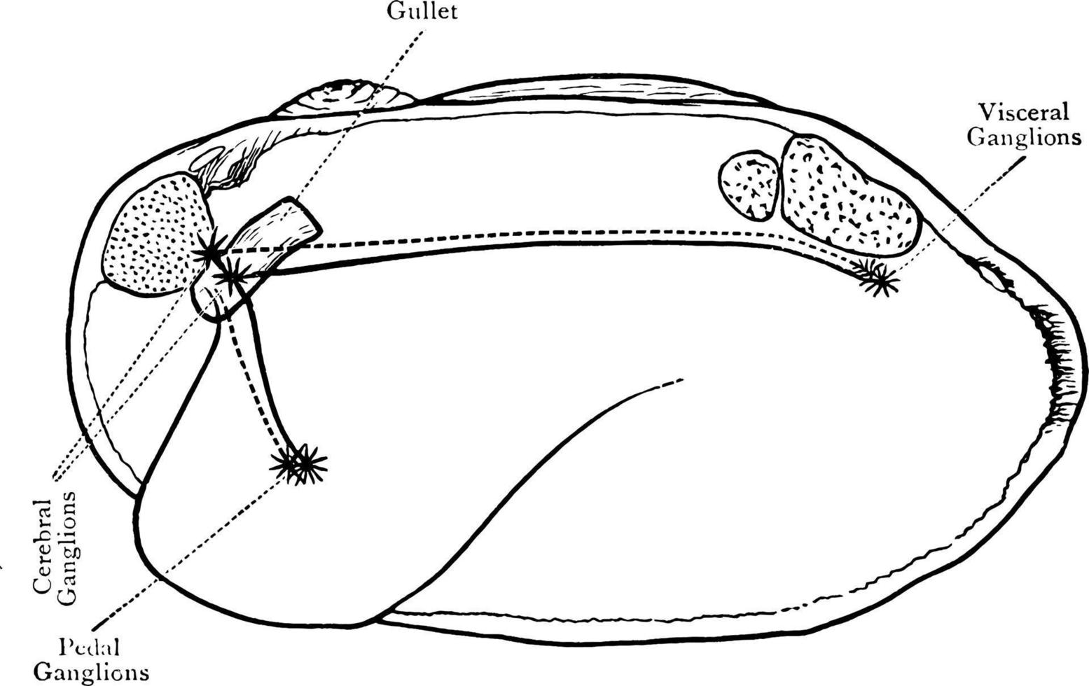 système nerveux de coquille de palourde, illustration vintage. vecteur