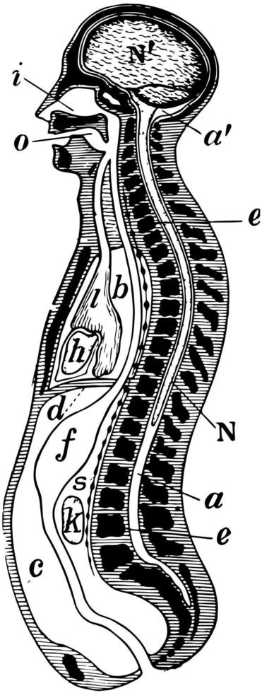 coupe longitudinale du corps, illustration vintage vecteur