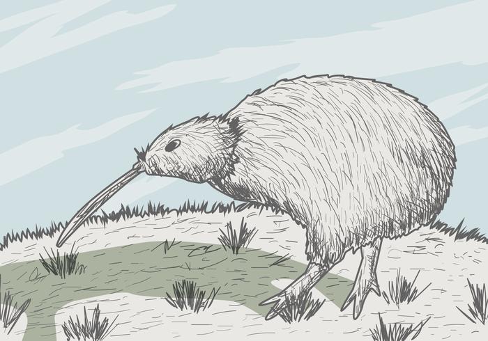 Kiwi oiseaux Vector