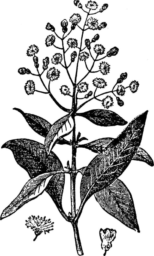 illustration vintage de piment de la Jamaïque. vecteur