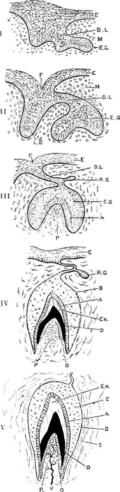 développement d'une dent, illustration vintage. vecteur