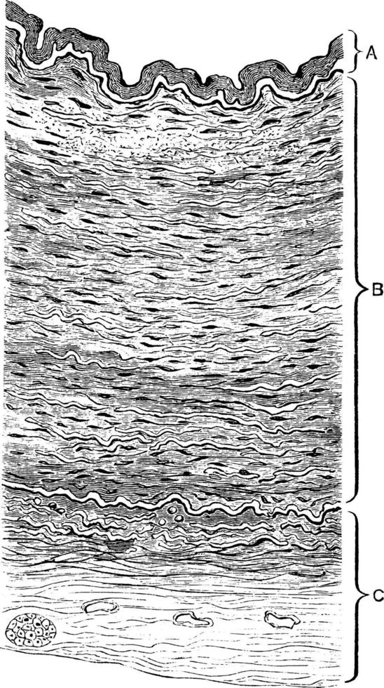 section à travers la paroi artérielle, illustration vintage. vecteur