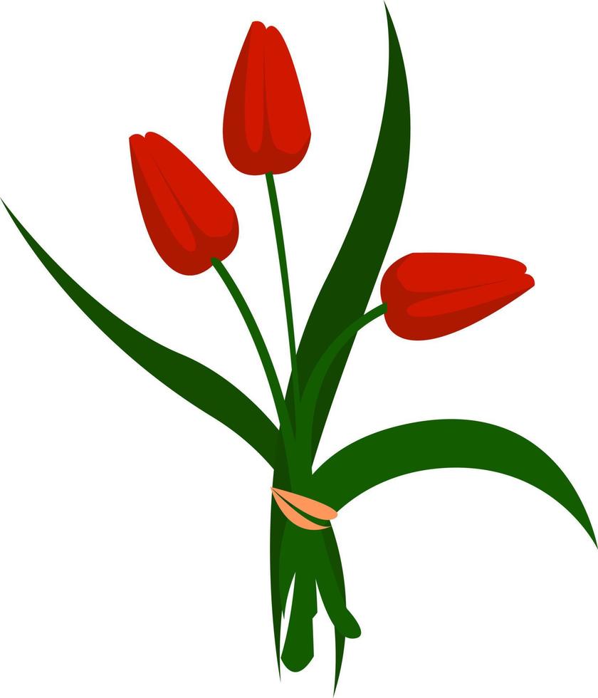 tulipe, illustration, vecteur sur fond blanc.