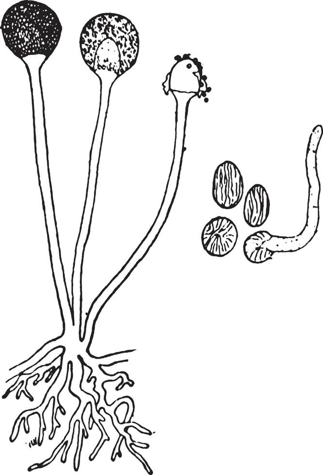illustration vintage de champignon de moule à pain. vecteur