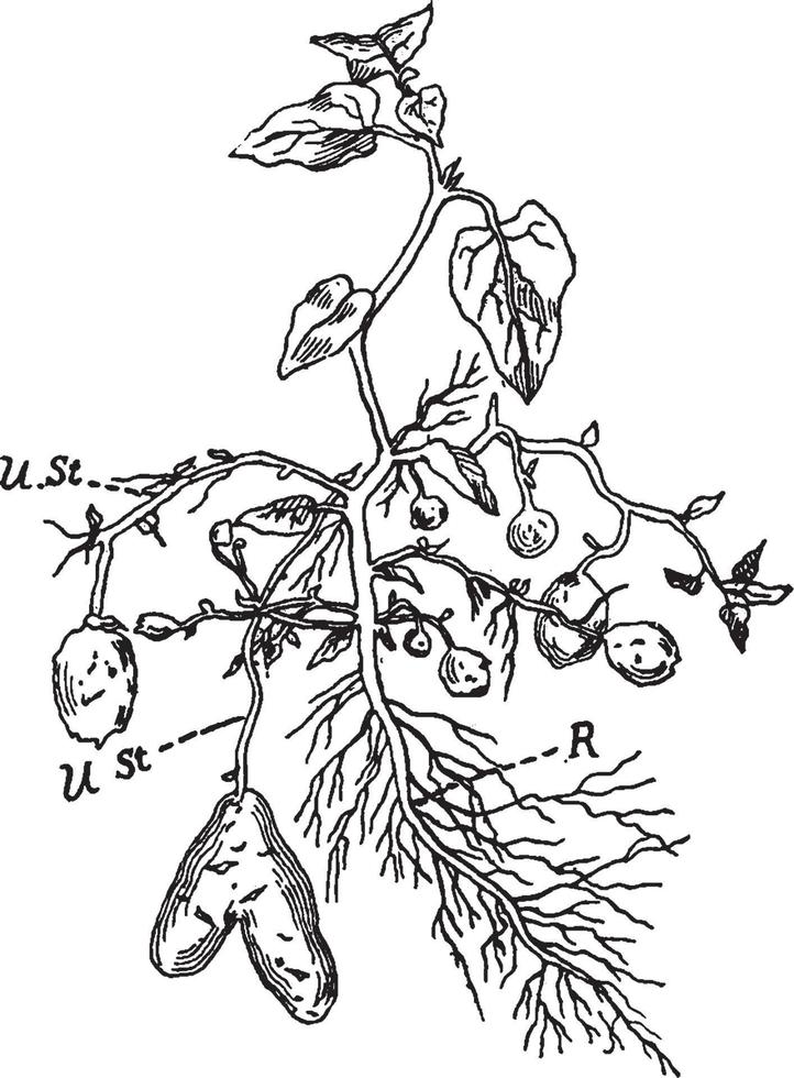 illustration vintage de plante de pomme de terre. vecteur