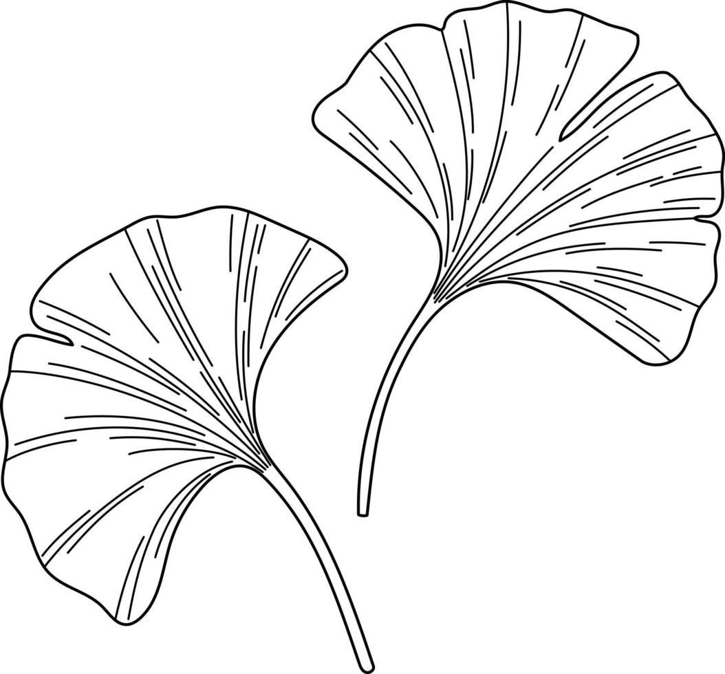 croquis de feuilles de ginkgo biloba vecteur