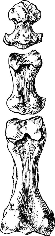 phalanges du deuxième orteil, illustration vintage. vecteur