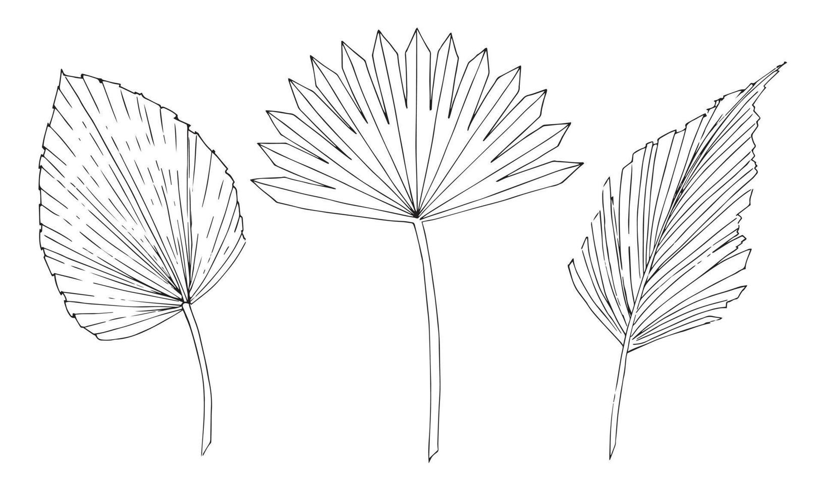 ensemble de vecteurs de feuilles tropicales de palmier. croquis dessiné à la main d'une plante sèche exotique dans le style de contour. ligne d'encre noire art dessiné à la main sur fond isolé vecteur