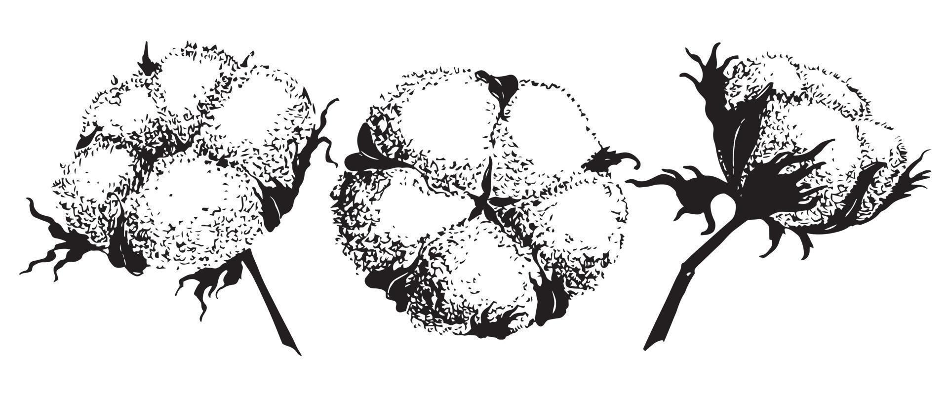 ensemble d'images vectorielles de boules de coton d'encre à la main. gravure illustration de plante dans un style vintage. contour botanique dessin sur fond isolé vecteur