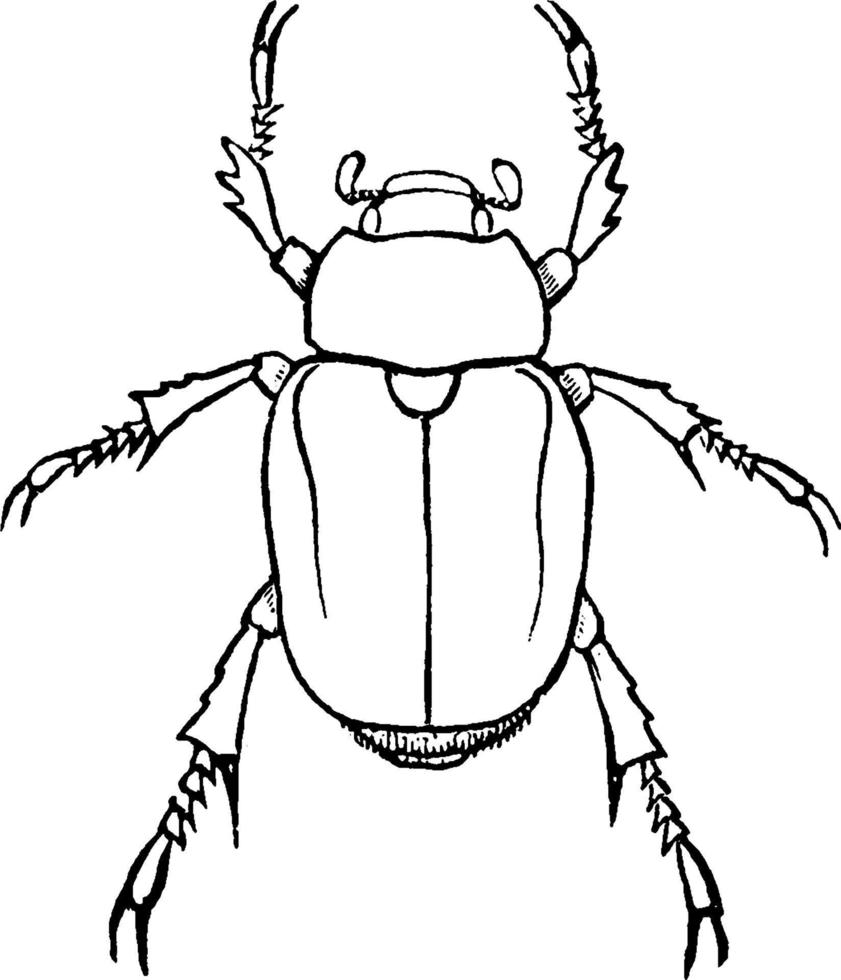 coléoptère d'orfèvre, illustration vintage. vecteur