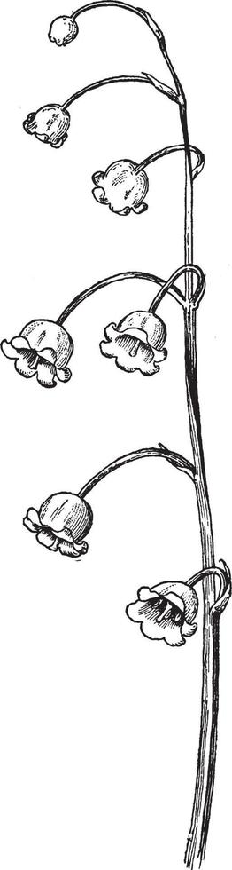 illustration vintage de racème de muguet. vecteur