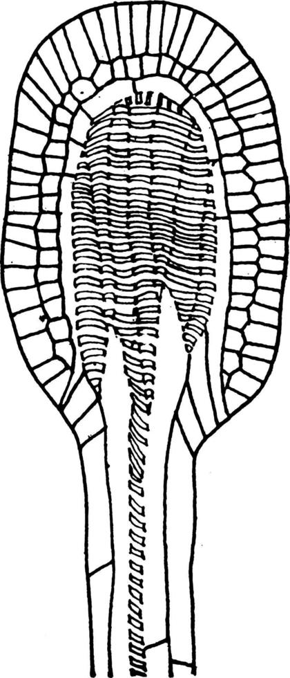 ré. illustration vintage de la glande digestive rotundifolia. vecteur