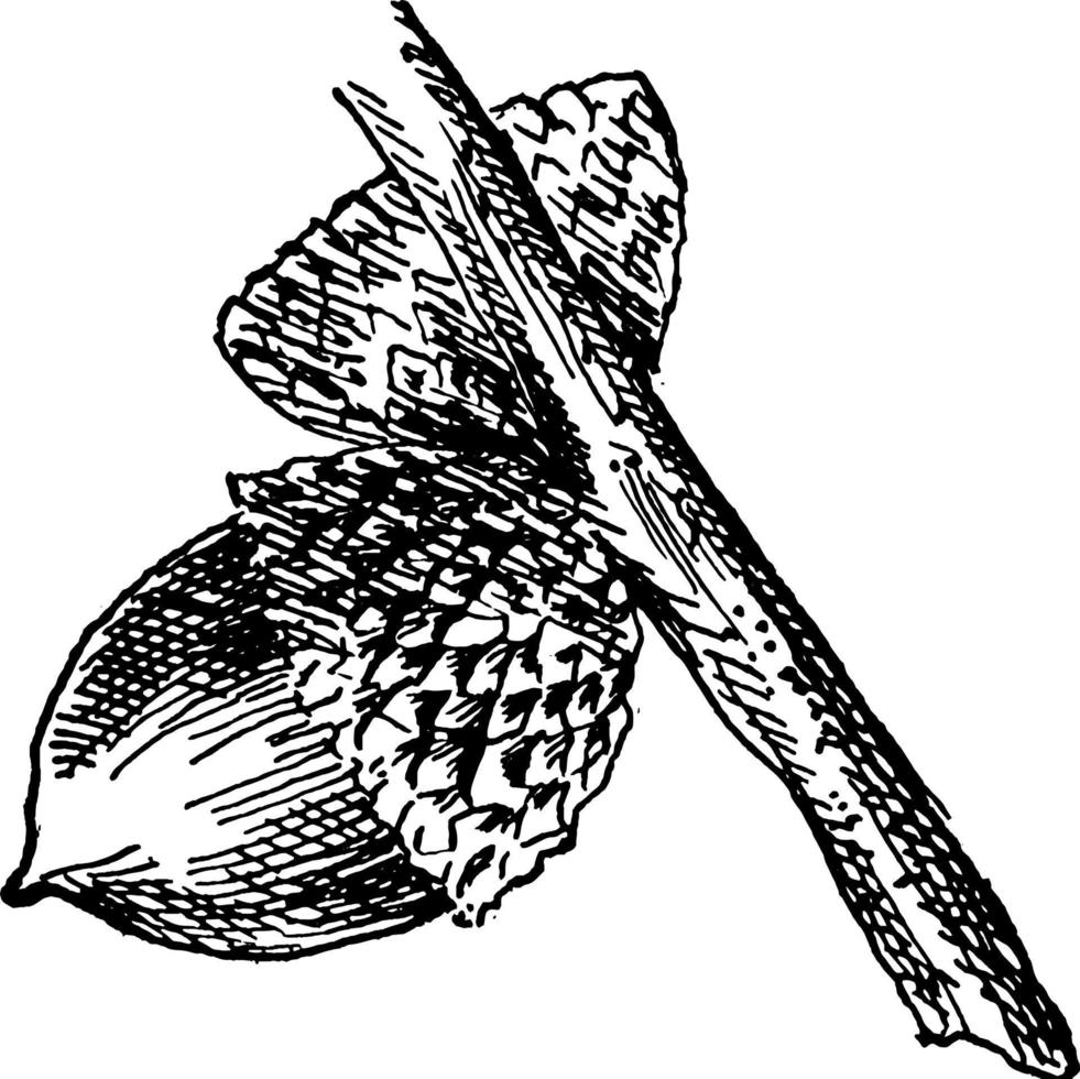 illustration vintage de gland de chêne jaune. vecteur