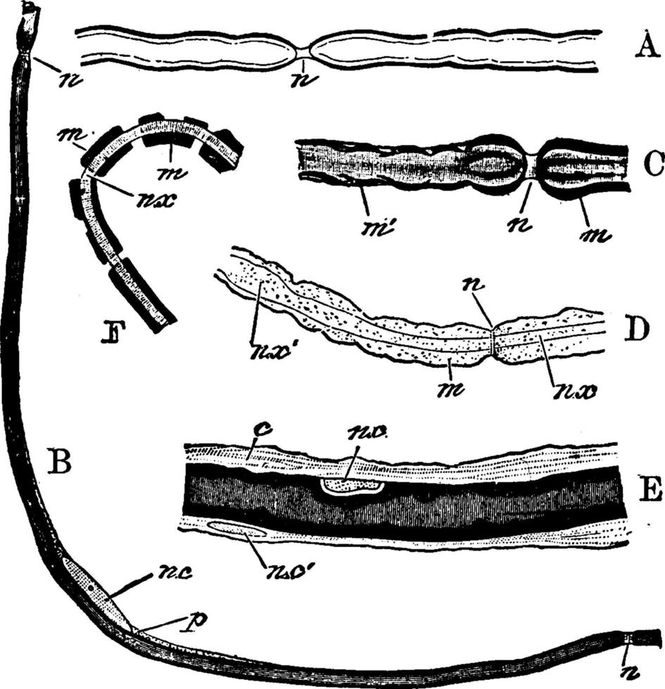 fibre nerveuse, illustration vintage. vecteur