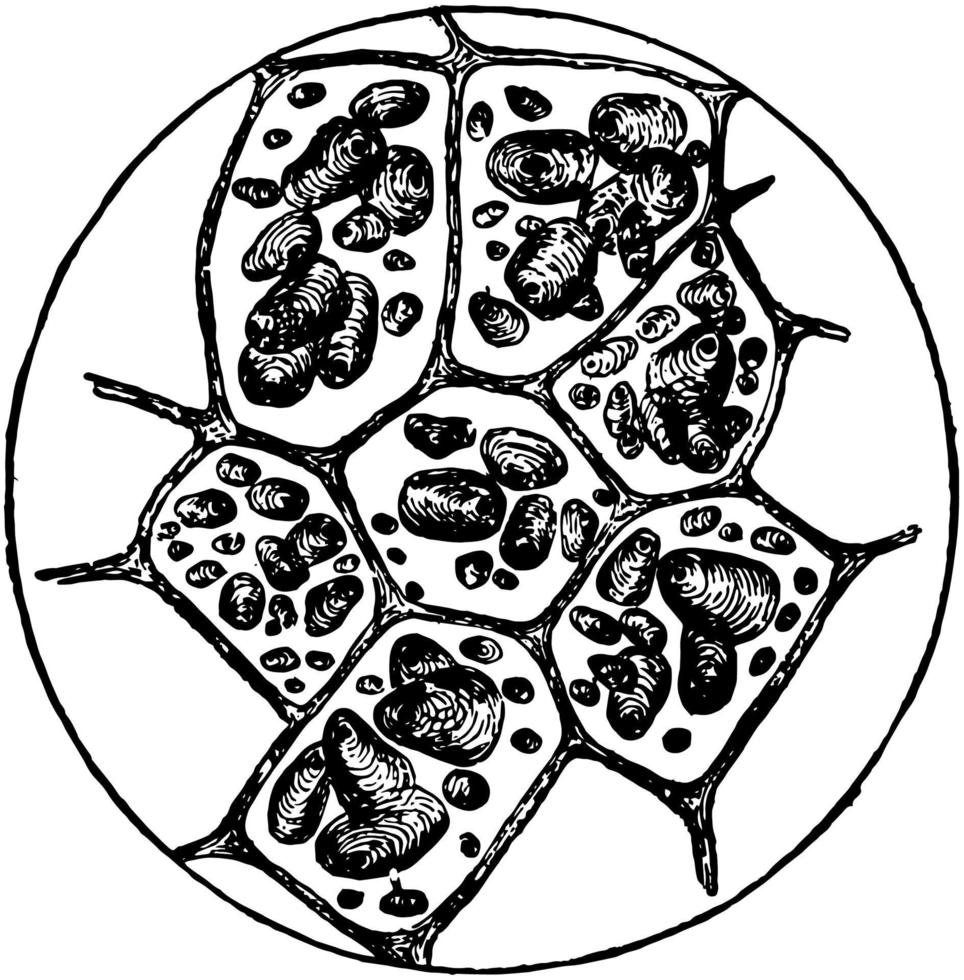 cellules de pomme de terre, illustration vintage vecteur