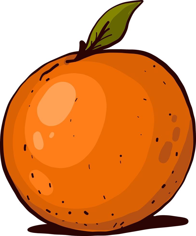 orange orange, illustration, vecteur sur fond blanc