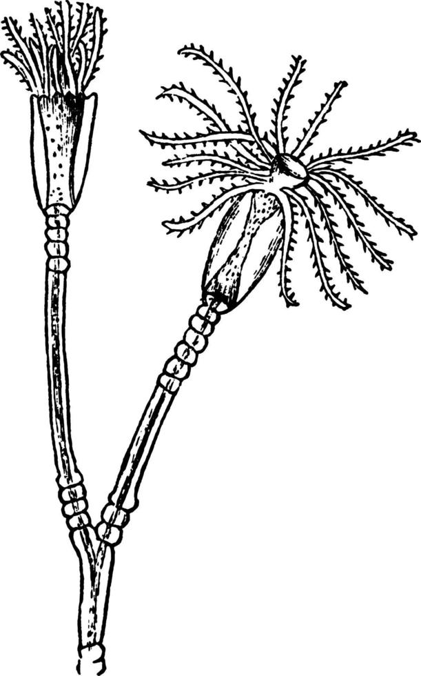 sertularia, illustration vintage. vecteur
