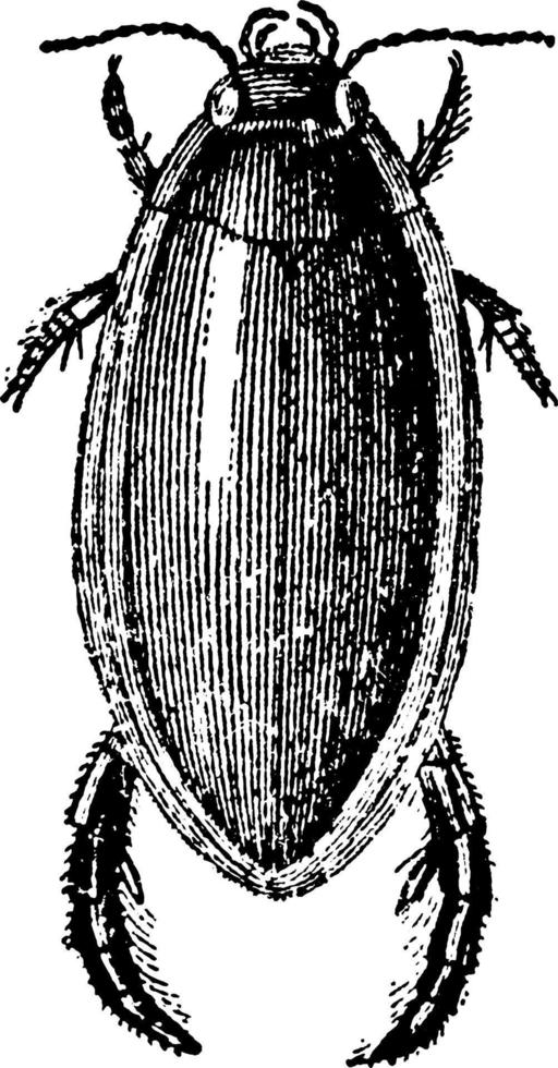 grand coléoptère de plongée ou dytiscus harminieri, illustration vintage. vecteur
