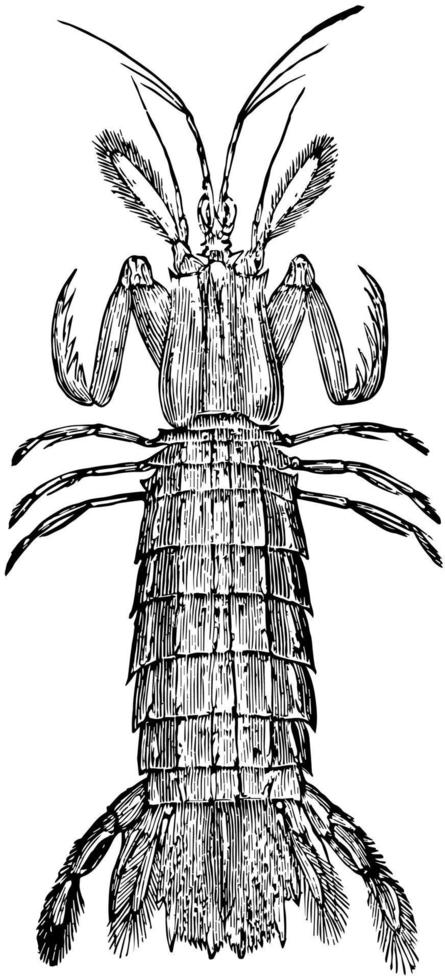 crevettes mantis, illustration vintage. vecteur