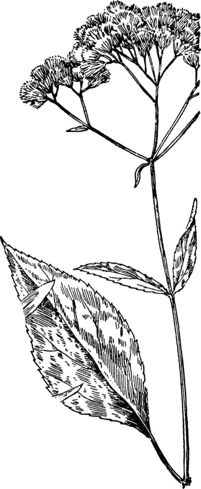 illustration vintage de joe-pye-weed. vecteur