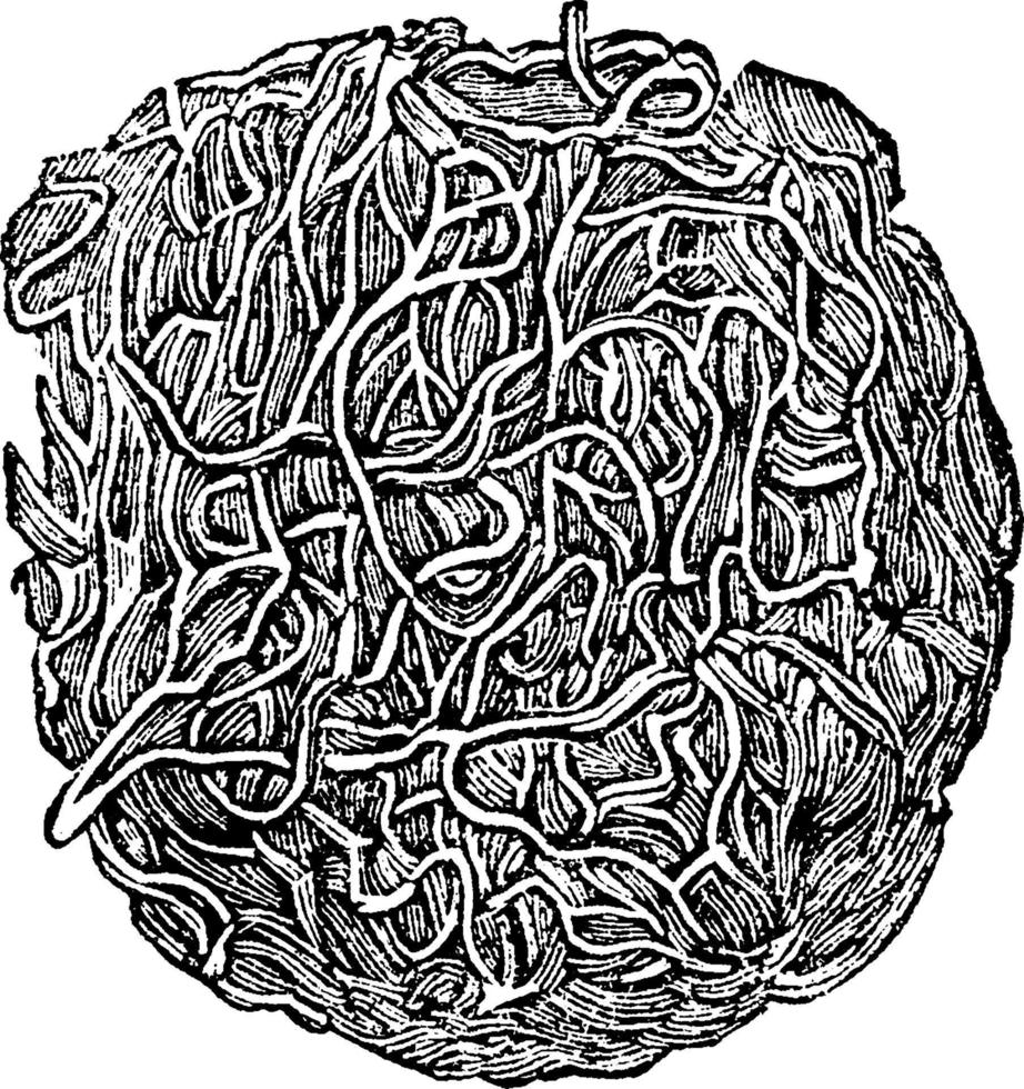 fibres de coagulation du sang, illustration vintage. vecteur