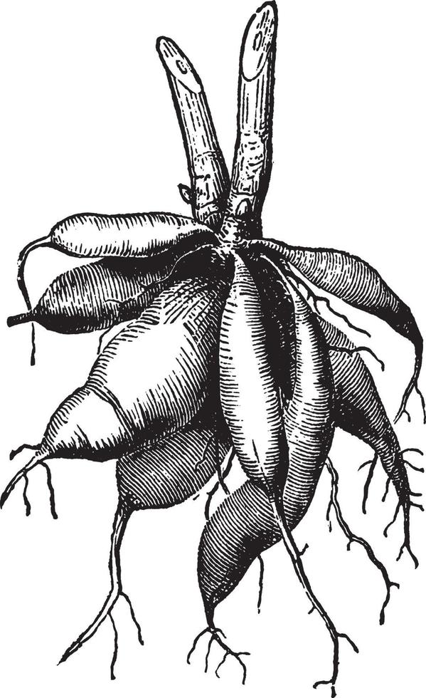 illustration vintage de dahlia. vecteur