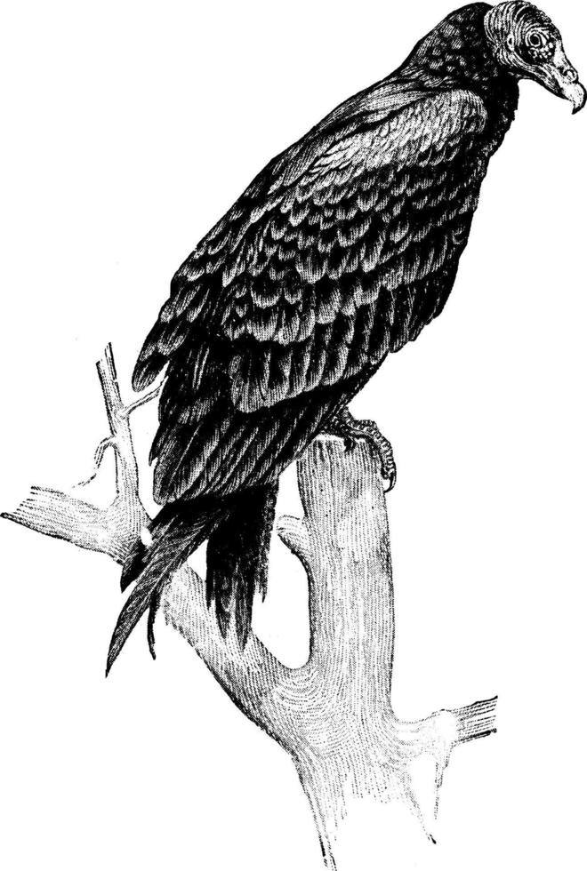 vautour, illustration vintage. vecteur