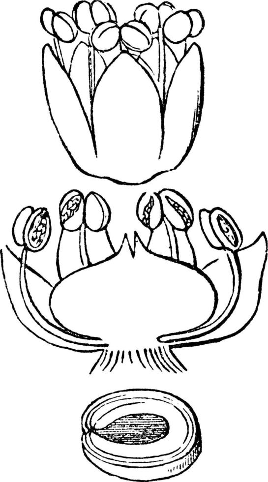 graisse, poule, chénopode, album, fleur, ovaire, graine, illustration vintage d'embryon. vecteur
