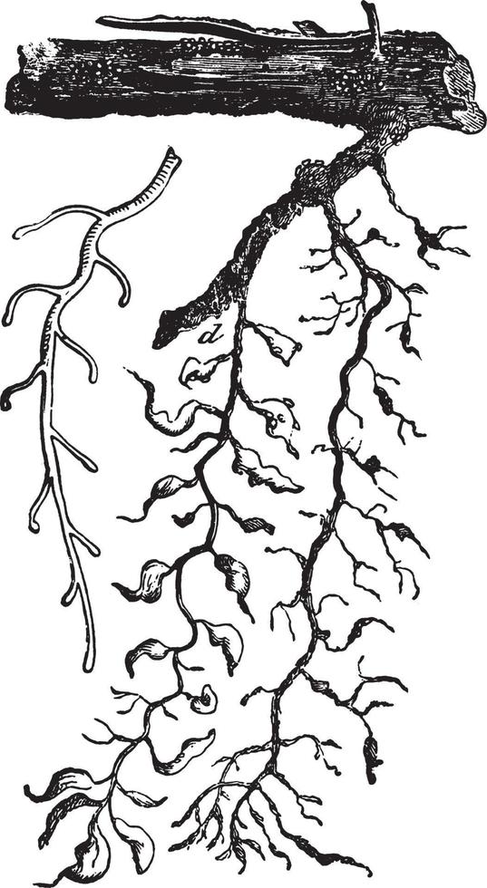illustration vintage de phylloxera vastatr. vecteur