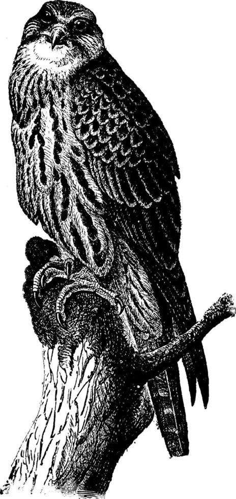 faucon sacre, illustration vintage. vecteur