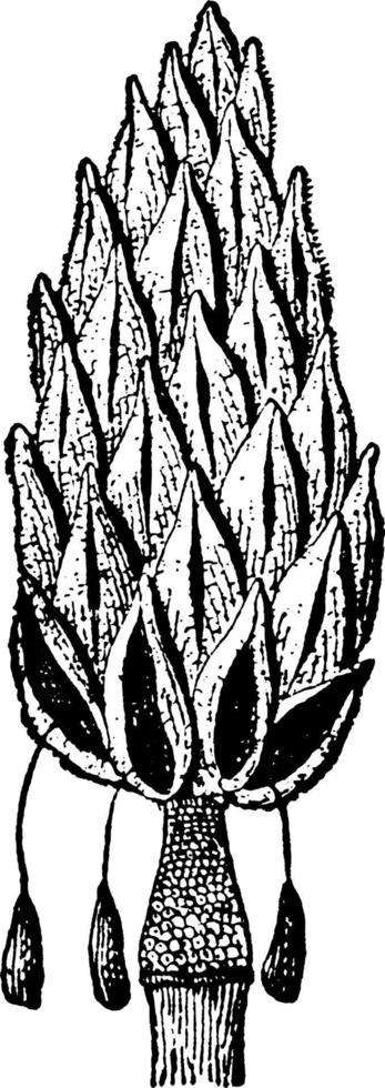 cône de magnolia d'illustration vintage de fruits mûrs. vecteur