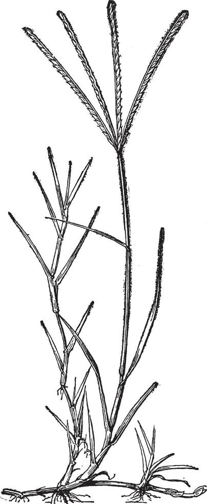illustration vintage de cynodon dactylon. vecteur