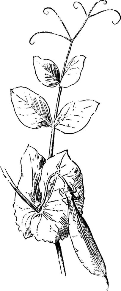 illustration vintage de feuille de pois. vecteur