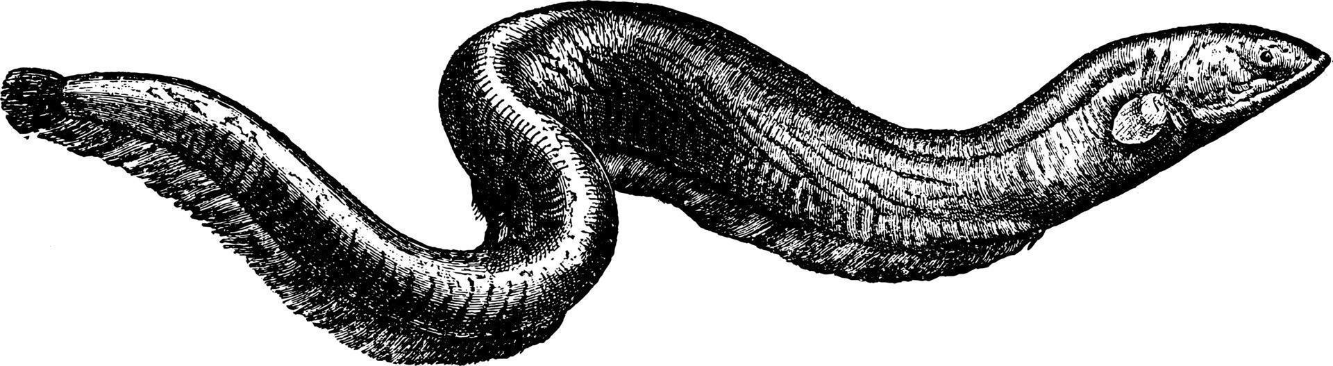 anguille électrique, illustration vintage. vecteur