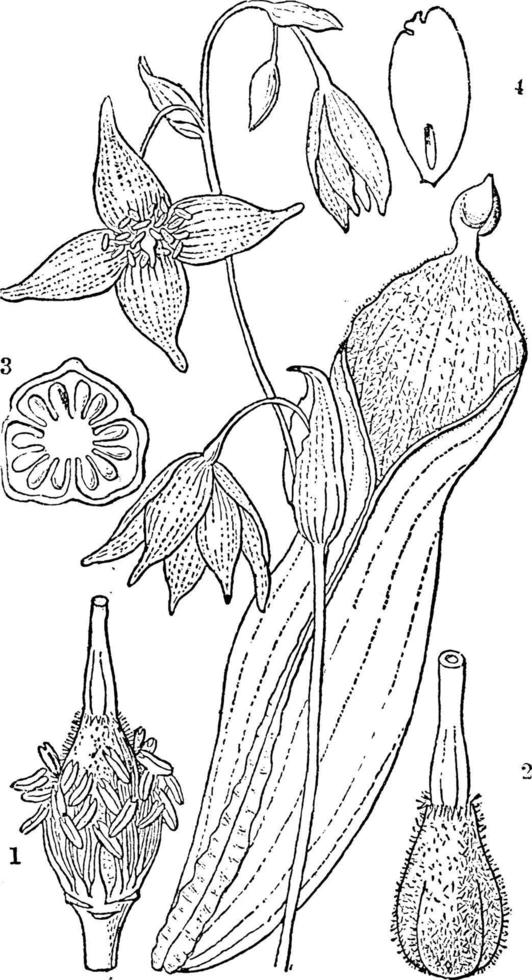 illustration vintage de plante de pichet de marais. vecteur
