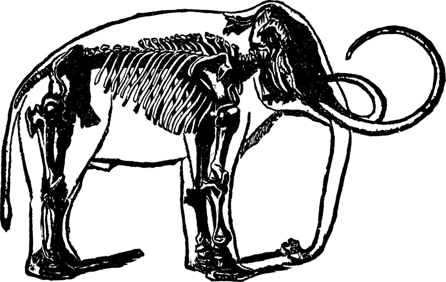 squelette du mammouth, illustration vintage. vecteur