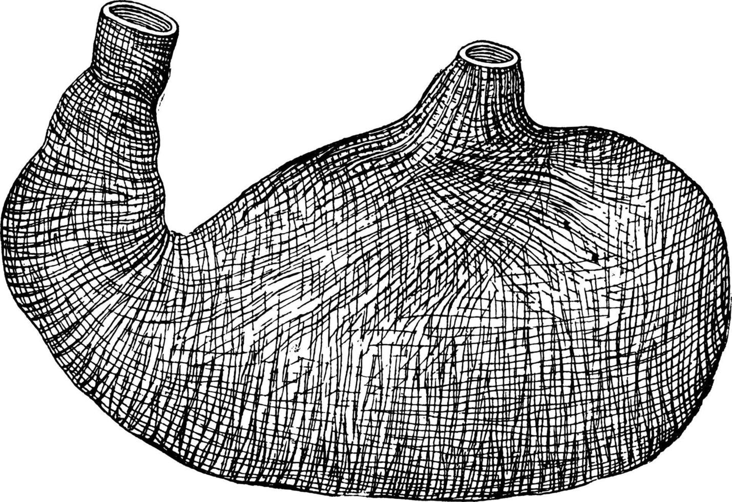 doublure musculaire de l'estomac, illustration vintage. vecteur