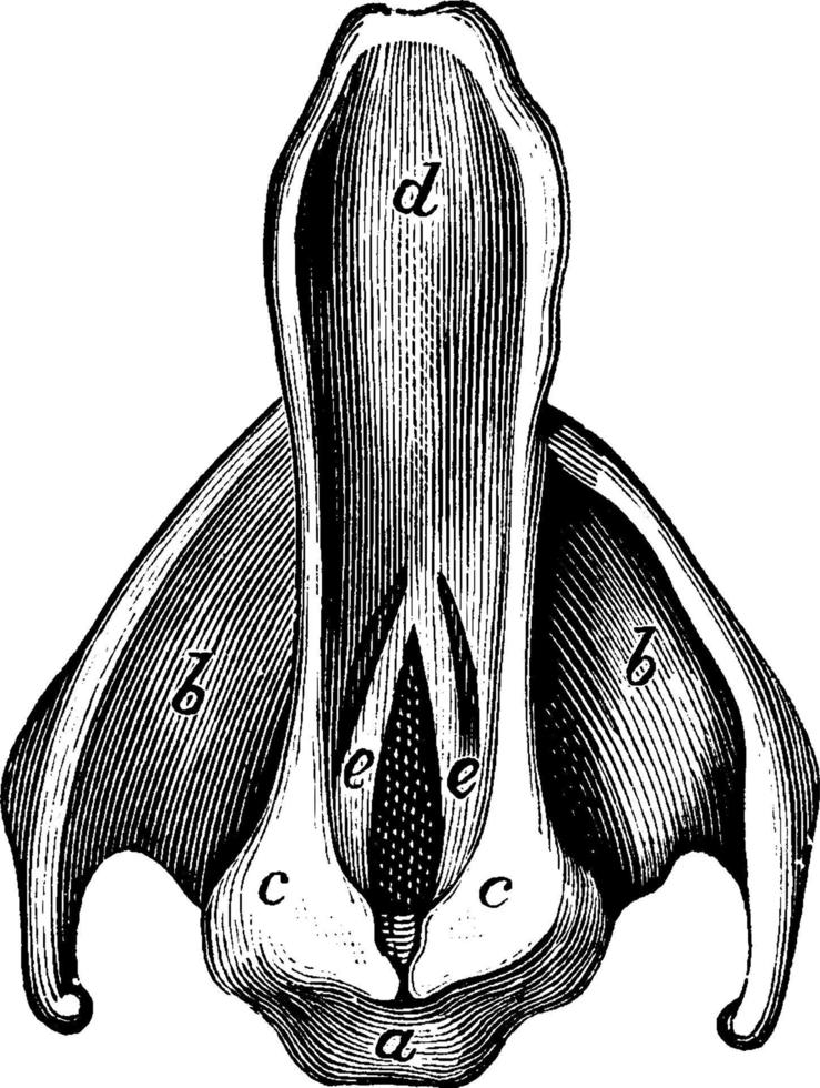 épiglotte et cordes vocales, illustration vintage. vecteur